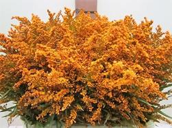 SOLI KLB ORANJE | Star&Star Produktbild