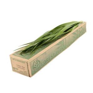 TYPHA 70 FOREST FERNS | Star&Star Produktbild