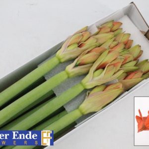 HIPP GA NARANJA | Star&Star Produktbild