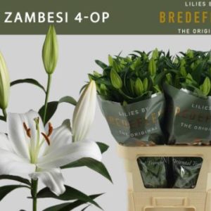 LI OT ZAMBESI | Star&Star Produktbild