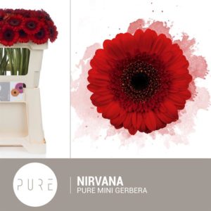 GE MI NIRVANA | Star&Star Produktbild