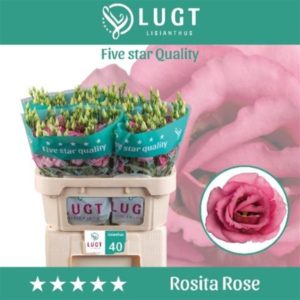 EUS G ROSI ROSE PINK | Star&Star Produktbild