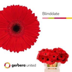 GE GR BLINDDATE | Star&Star Produktbild