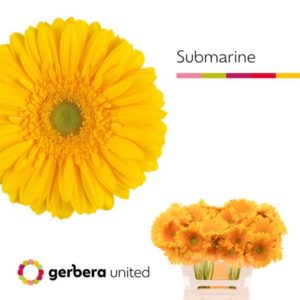 GE GR SUBMARINE | Star&Star Produktbild