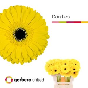 GE GR DON LEO | Star&Star Produktbild