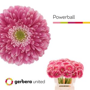 GE GB POWER BALL | Star&Star Produktbild
