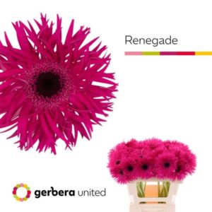 GE GS RENEGADE | Star&Star Produktbild