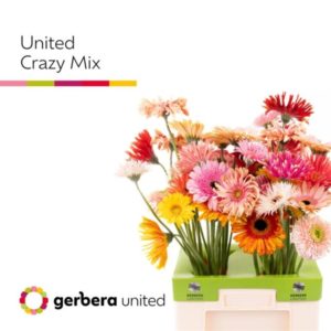 GE * GR UNITED CRAZY MIX | Star&Star Produktbild