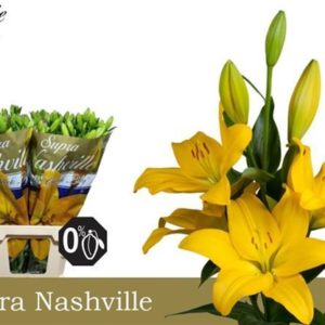 LI LA NASHVILLE SUPRA | Star&Star Produktbild