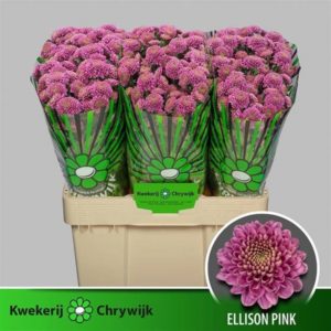 CHR S ELLISON PINK | Star&Star Produktbild