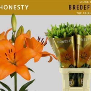 LI LA HONESTY | Star&Star Produktbild