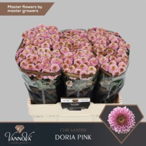 CHR S AAA DORIA PINK | Star&Star Produktbild