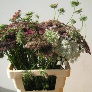 DAUCUS CAROTA DARA | Star&Star Produktbild