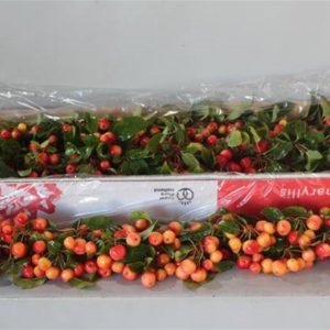 MALUS RED SENTINEL | Star&Star Produktbild