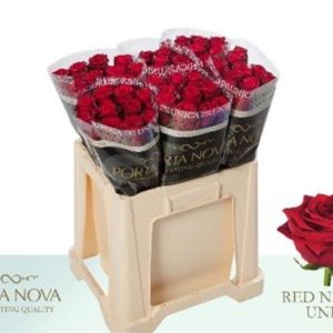 R GR RED NAOMI UNICA 55 | Star&Star Produktbild