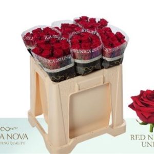 R GR RED NAOMI UNICA 50 | Star&Star Produktbild