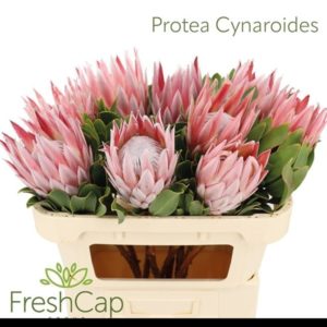 PROTEA CYNAROIDES | Star&Star Produktbild