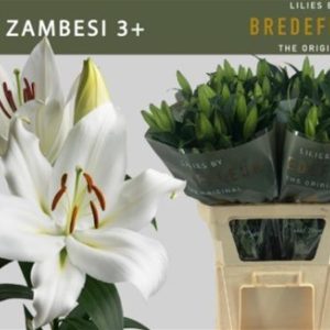 LI OT ZAMBESI 3+ | Star&Star Produktbild