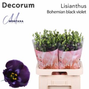 EUS E BOHEMI BLK VIO | Star&Star Produktbild