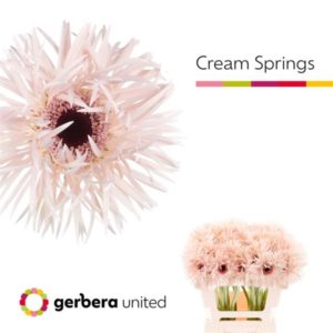 GE GS CREAM SPRINGS | Star&Star Produktbild