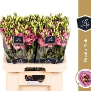 EUS G ROSI ROSE PINK | Star&Star Produktbild