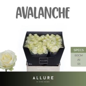 R GR AVALANCHE+ | Star&Star Produktbild