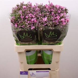 PHLOX P PINK EYES | Star&Star Produktbild