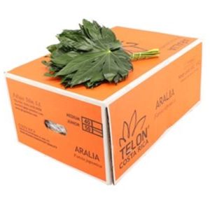 ARALIA SMALL | Star&Star Produktbild