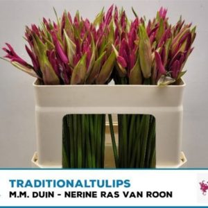 NE BO RAS VAN ROON | Star&Star Produktbild