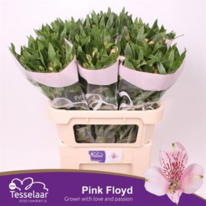 ALSTR PINK FLOYD | Star&Star Produktbild