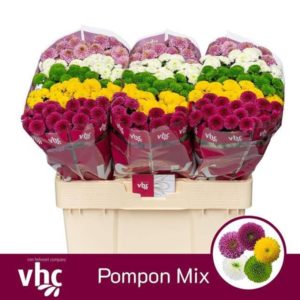 CHR S POMPON GEM BS | Star&Star Produktbild