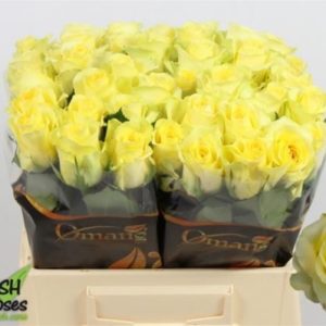 R GR MINION ROSE | Star&Star Produktbild