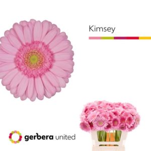 GE MI KIMSEY | Star&Star Produktbild