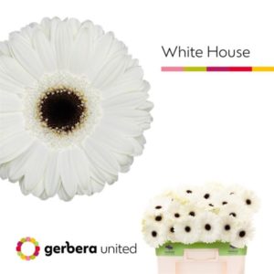 GE GR WHITE HOUSE | Star&Star Produktbild