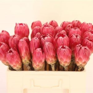 PROTEA BRENDA ZONDER BLAD | Star&Star Produktbild