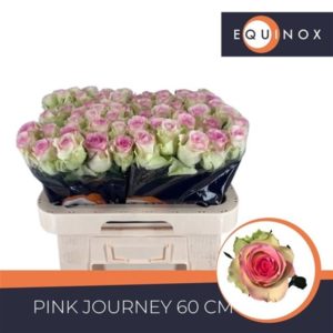 R GR PINK JOURNEY | Star&Star Produktbild