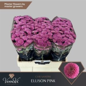 CHR S ELLISON PINK | Star&Star Produktbild