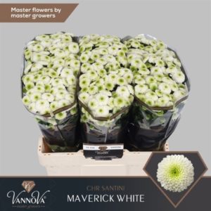 CHR S MAVERICK WHITE | Star&Star Produktbild