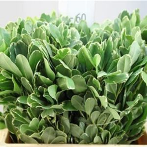 PITTOSPORUM ILAN 60 | Star&Star Produktbild