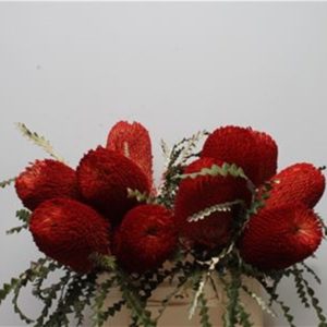 BANKSIA SPECIOSA RED | Star&Star Produktbild